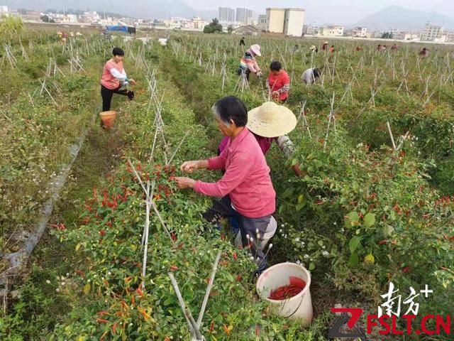 解決“椒”慮！佛山駐天堂鎮(zhèn)幫扶工作隊(duì)為當(dāng)?shù)乩苯吠劁N路